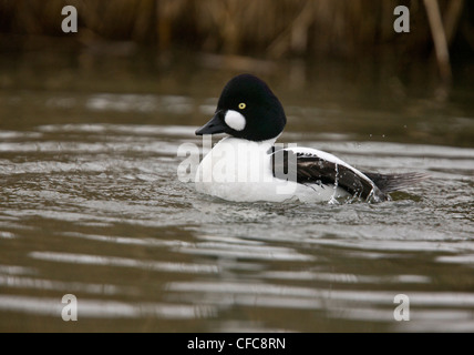 Männliche Schellenten Ente, Bucephala Clangula auf See, Spätwinter. Norfolk. Stockfoto