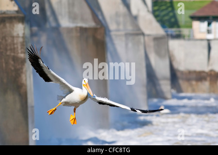 Amerikanischer weißer Pelikan Rough-billed Pelikan Stockfoto