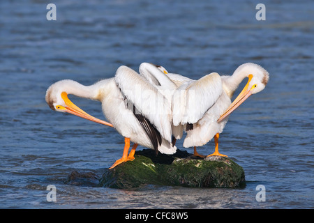 Amerikanische weiße Pelikane auf einem Felsen putzen. Red River, Lockport, Manitoba, Kanada. Stockfoto