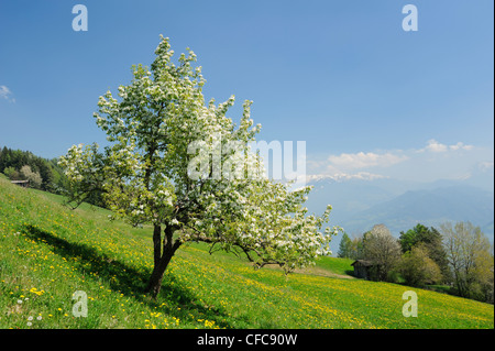 Birnbaum in Blüte stehend in blühenden Wiese, Berge im Hintergrund, Ritten, Südtirol, Italien, Europa Stockfoto