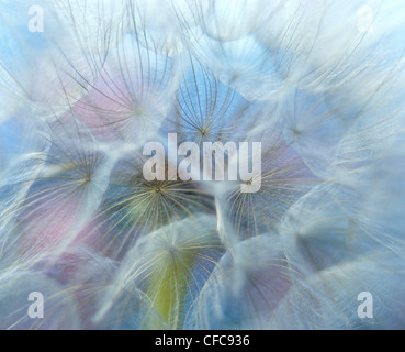 Löwenzahn (Tragopogon Dubius), Ontario Stockfoto