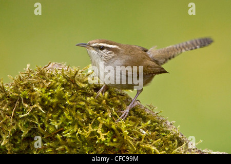 Bewick ´s Wren (Thryomanes Bewickii) thront auf einem Ast in Victoria, BC, Kanada. Stockfoto