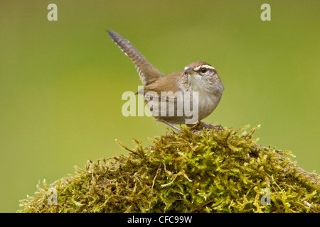 Bewick ´s Wren (Thryomanes Bewickii) thront auf einem Ast in Victoria, BC, Kanada. Stockfoto