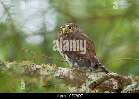 Nördlichen Pygmäen-Eule (Glaucidium Gnoma) thront auf einem Ast in Victoria, BC, Kanada. Stockfoto