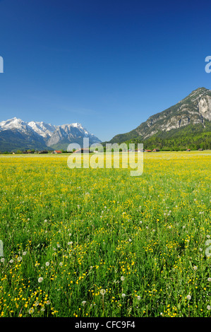 Wiese mit Blumen vor Garmisch-Partenkirchen mit Alpspitze, Zugspitze und Kramerspitze im Hintergrund, Farchant, G Stockfoto