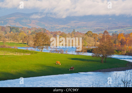 Fluß Tay Herbst Farben, läuft neben der A9 bei Dunkeld, Perth und Kinross, Schottland Stockfoto