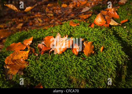 Herbstfärbung, Killiecrankie Schlucht passieren, Perthshire, Scotland, UK Stockfoto