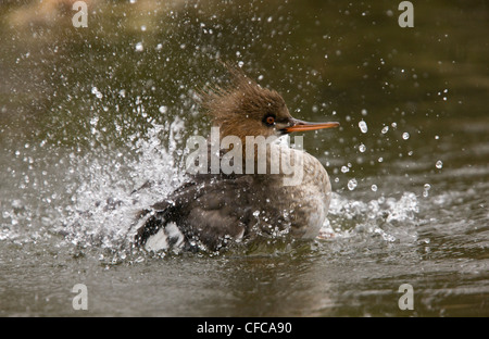 Erwachsene männliche Red-breasted Prototyp, Mergus Serrator, putzen und waschen, im Eclipse Gefieder, winter. Stockfoto