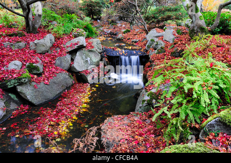 Kleiner Bach mit gefallenen Ahorn Blätter im Beacon Hill Park in Victoria, British Columbia, Kanada Stockfoto