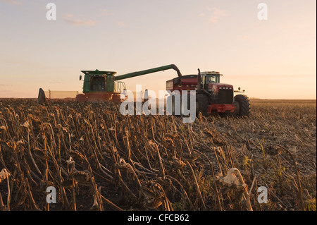 ein Mähdrescher entlädt in einen Getreide Wagen unterwegs während der Sonnenblume Ernte, in der Nähe von La Salle, Manitoba, Kanada Stockfoto