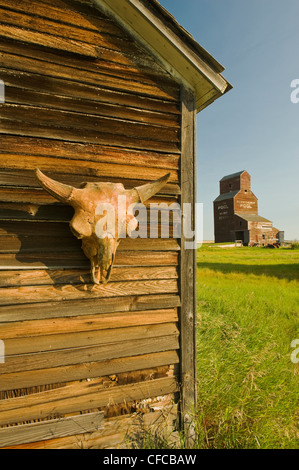 Büffelschädel auf alte Gebäude, verlassene Stadt Bents, Saskatchewan, Kanada Stockfoto