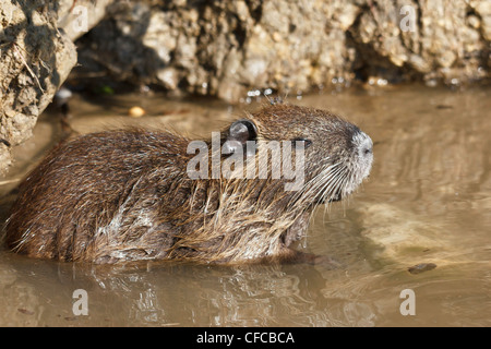 Nutrias, Biber brummeln, Myocastoridae, Plano, Texas, USA, Höhle, Pflanzenfresser, invasive Arten, Nutria, Pest, Tier, halb Aquati Stockfoto