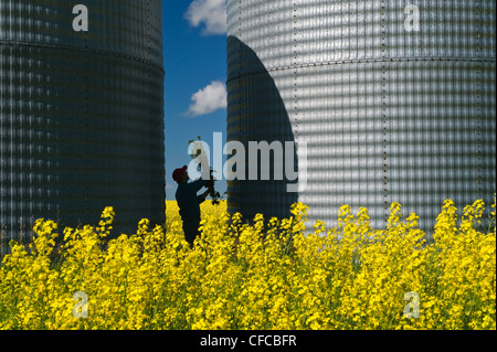 ein Mann blickt auf ein Feld der Blüte Bühne Raps mit Korn bins(silos) im Hintergrund, Tiger Hügel, Manitoba, Kanada Stockfoto