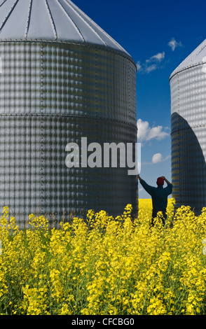 ein Mann blickt auf ein Feld der Blüte Bühne Raps mit Korn bins(silos) im Hintergrund, Tiger Hügel, Manitoba, Kanada Stockfoto