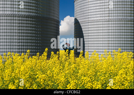 ein Mann blickt auf ein Feld der Blüte Bühne Raps mit Korn bins(silos) im Hintergrund, Tiger Hügel, Manitoba, Kanada Stockfoto