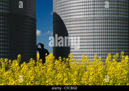 ein Mann blickt auf ein Feld der Blüte Bühne Raps mit Korn bins(silos) im Hintergrund, Tiger Hügel, Manitoba, Kanada Stockfoto