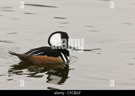 Erwachsene männliche Hooded Prototyp, Lophodytes cucullatus Stockfoto