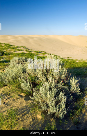 Beifuß, die großen Sandhügel, in der Nähe von Zepter, Saskatchewan, Kanada Stockfoto