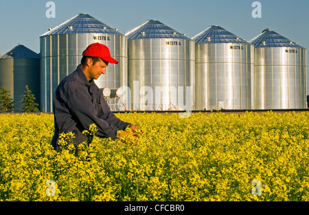 ein Landwirt prüft seinen Bereich der Blüte Bühne Raps mit Korn bins(silos) im Hintergrund, Lorette, Manitoba, Kanada Stockfoto