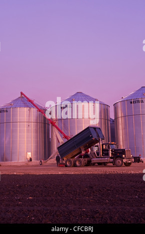 Speichern von Sojabohnen in einem Korn Lagerplatz in der Nähe von Lorette, Manitoba, Kanada Stockfoto