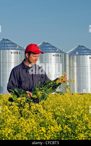 ein Mann schaut seine Blüte Bühne Raps mit Korn bins(silos) im Hintergrund, Lorette, Manitoba, Kanada Stockfoto