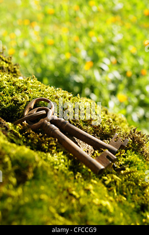 Alte Schlüssel auf grüne Moschus und blühenden Feld im Hintergrund Stockfoto