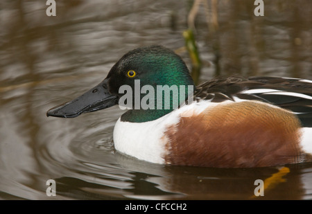 Männliche nördlichen Löffelenten, Anas Clypeata auf See, Norfolk. Stockfoto