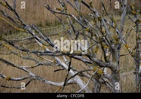 Toter Baum mit Flechten bedeckt Äste, Stockfoto