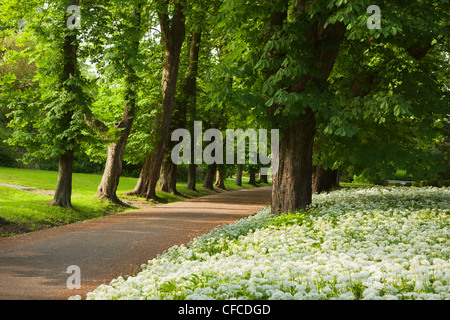 Kastanien Allee und Bärlauch, Schlosspark Putbus, Putbus, Rügen, Insel, Ostsee, Mecklenburg-West Pomerania, Deutschland Stockfoto