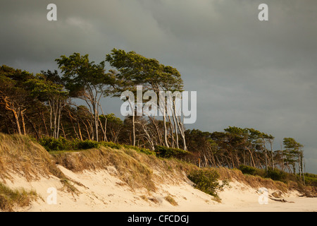 Gewitterwolken über Darßer Weststrand Fischland-Darß-Zingst, Ostsee, Mecklenburg-West Pomerania, Deutschland Stockfoto