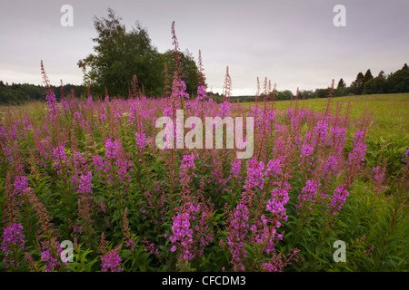 Rosebay Weide-Kraut (Epilobium Angustifolium) in der Nähe von Clausthal-Zellerfeld, Harz Mountains, Niedersachsen, Deutschland Stockfoto