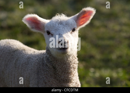 Nahaufnahme des jungen Lamb  Kopf & Schultern der grauen Leicester Mule, Schloss Bolton, Leyburn, North Yorkshire, UK März 2012 Stockfoto