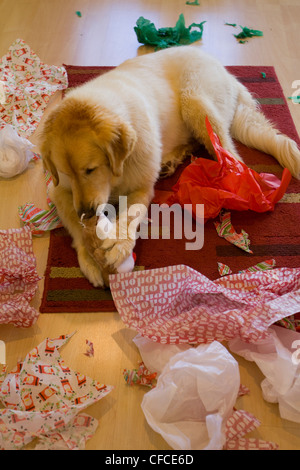 Haustier Golden Retriever öffnet Geschenke Weihnachten Stockfoto