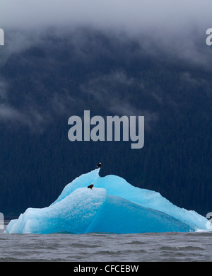 Adler fliegt Eisberg in Alaska Stockfoto