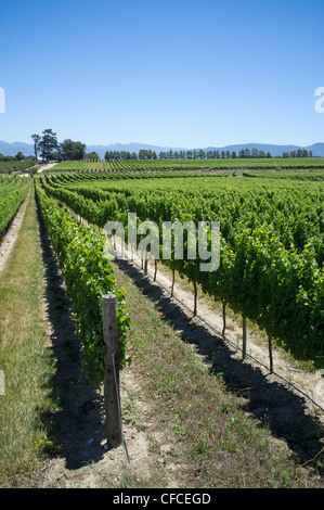 Tokara Hochland Weinberge Western Cape Südafrika Stockfoto