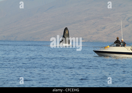 Buckelwal Verletzung vor Maui, Hawaii Stockfoto