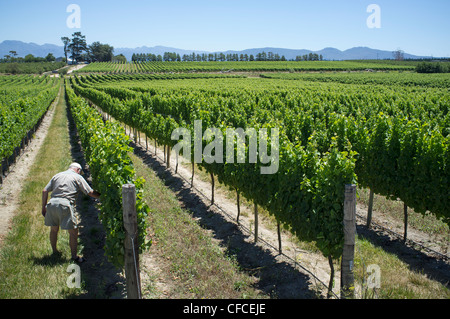 Tokara Hochland, Weinberge in der Western Cape, Südafrika. Landwirt Inspektion des Ernteguts Stockfoto