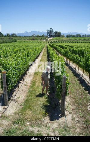 Tokara Hochland Weinberge Western Cape Südafrika Landwirt Inspektion der Reben zur Erntezeit Stockfoto