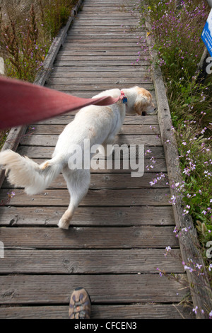 Tierbesitzer nimmt Golden Retriever für eine Wanderung am Moonstone Beach in Cambria, Kalifornien Stockfoto