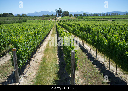 Tokara Hochland Weinberge Western Cape Südafrika Stockfoto