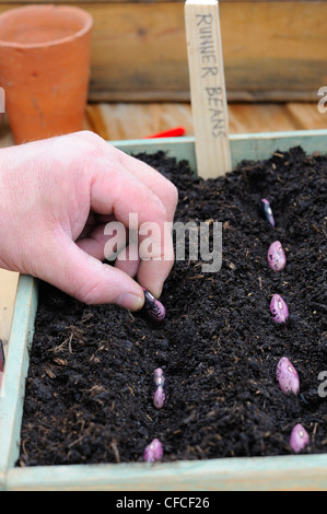 Runner Bean Saatgut, Samen in hölzernen Anzuchtkasten mit Label, Stockfoto