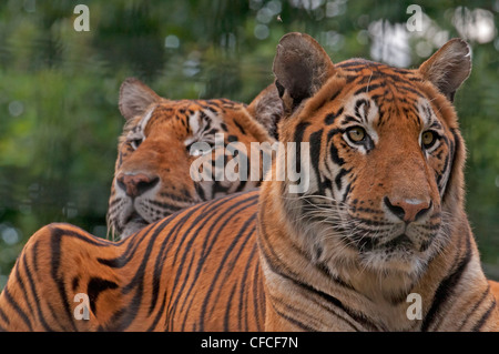 PAAR von BENGAL Tiger Panthera Tigris tigris Stockfoto