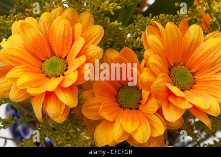 Rosenstrauss orange Chrysanthemen, Nahaufnahme Stockfoto