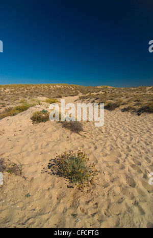 Dünen bin Atlantik, Frankreich - Dünen am Atlantik, Frankreich Stockfoto