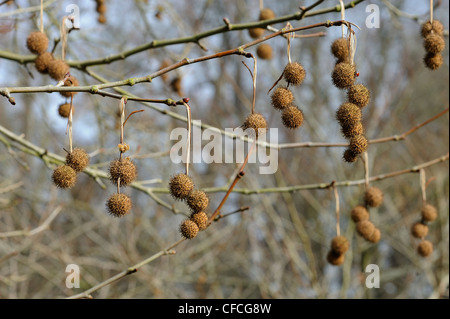 Ahornblättrige Platane Platanus Acerifolia, zeigt fruchttragenden Kätzchen im Frühjahr Stockfoto