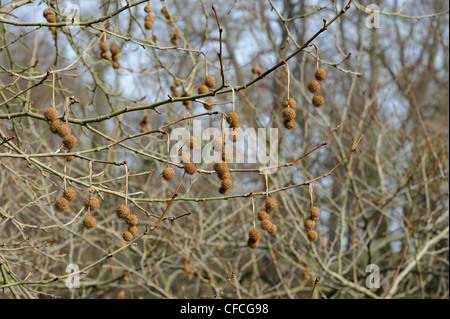 Ahornblättrige Platane Platanus Acerifolia, zeigt fruchttragenden Kätzchen im Frühjahr Stockfoto