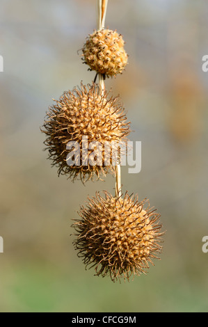 Ahornblättrige Platane Platanus Acerifolia, Nahaufnahme von fruchttragenden Kätzchen im Frühjahr Stockfoto