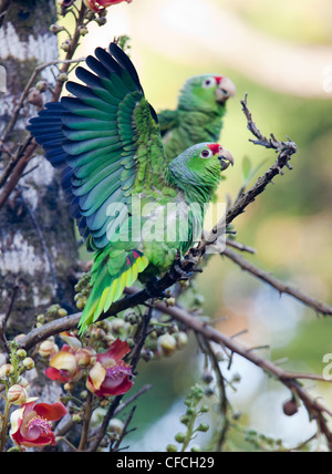 Roten orientieren Papagei Halbinsel Osa Costa Rica Stockfoto