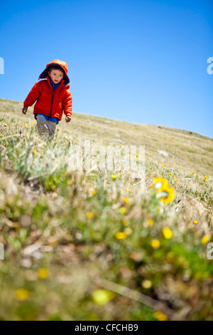 eine 2-jährige Wanderungen vorbei an gelben alpinen Wildblumen (Daisy wie), die der Sonne zu folgen. Er läuft auf der kontinentalen Wasserscheide Trai Stockfoto