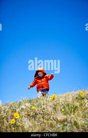 eine 2-jährige Wanderungen und frolics durch eine Almwiese, die übersät ist mit gelben alpinen Wildblumen (Daisy wie), dass die Folgen Stockfoto